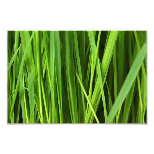 Grüner Gras Hintergrund Fotodruck (Vorne)