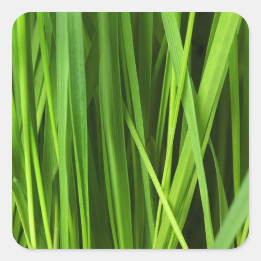 Grüner Gras Hintergrund Quadratischer Aufkleber (Vorderseite)