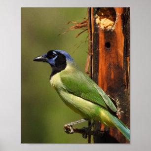 Grüner Häher-Vogelporträt Naturfotografie Poster