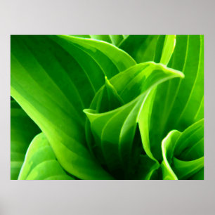 Grüner Hosta Poster