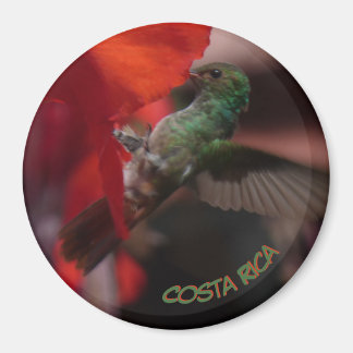 Grüner Hummingvogel auf Orange Blume Kust. Magnet