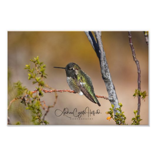 Grüner Hummingvogel Fotodruck (Vorne)