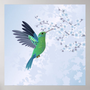 Grüner Hummingvogel mit Blauer Kirschblüte Poster