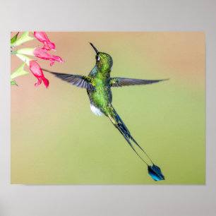 Grüner Hummingvogel mit langen Schwänzen Poster