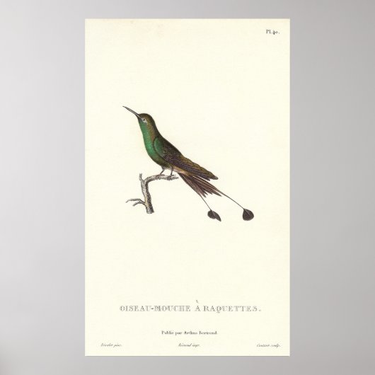 Grüner Humminvogel aus der Antike Poster (Vorne)