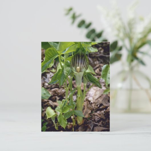 Grüner Jack-in-the-Pulpit (Arisaema Atrorubens Var Postkarte (Stehend Vorderseite)