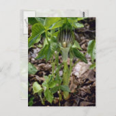 Grüner Jack-in-the-Pulpit (Arisaema Atrorubens Var Postkarte (Vorne/Hinten)