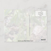 Grüner Jack-in-the-Pulpit (Arisaema Atrorubens Var Postkarte (Rückseite)