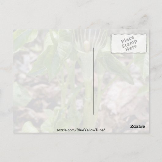 Grüner Jack-in-the-Pulpit (Arisaema Atrorubens Var Postkarte (Rückseite)