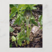 Grüner Jack-in-the-Pulpit (Arisaema Atrorubens Var Postkarte (Vorderseite)