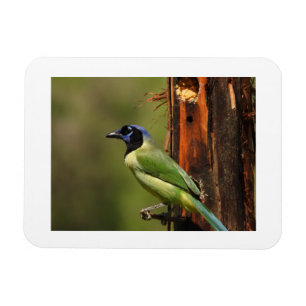 Grüner Jay-Vogelporträt-Foto-Kühlschrankmagnet Magnet