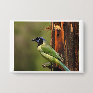 Grüner Jay-Vogelporträt-Naturfoto-Anstecknadel Button