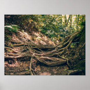 Grüner Knob Trail Blue Ridge Mountains Poster