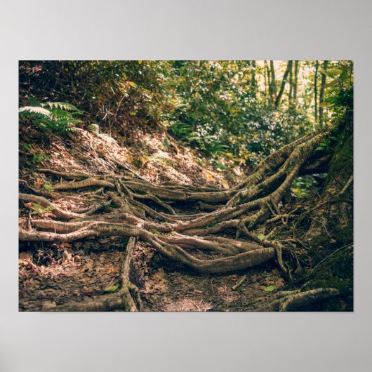 Grüner Knob Trail Blue Ridge Mountains Poster (Vorne)
