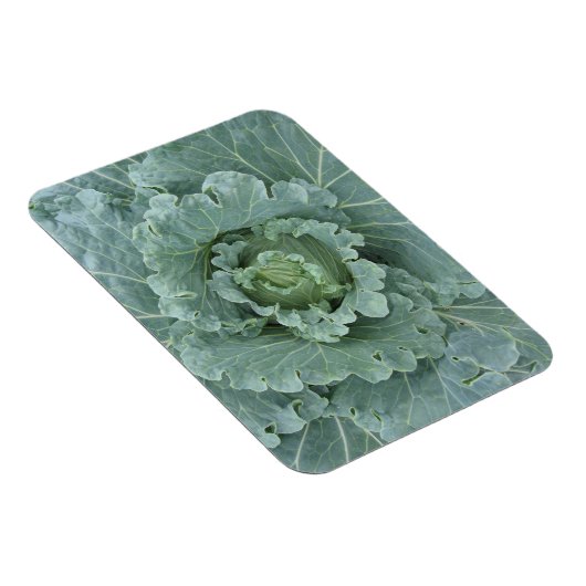 Grüner Kohl, Blätter von oben Magnet (Rechte Seite)