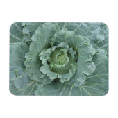 Grüner Kohl, Blätter von oben Magnet (Horizontal)