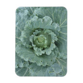 Grüner Kohl, Blätter von oben Magnet (Vertikal)
