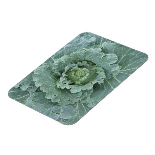 Grüner Kohl, Blätter von oben Magnet (Linke Seite)