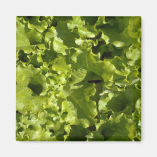 Grüner Kopfsalat Magnet