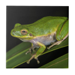 Grüner Laubfrosch (Hyla cinerea) 2 Fliese