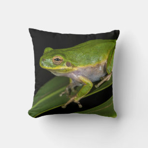 Grüner Laubfrosch (Hyla cinerea) 2 Kissen