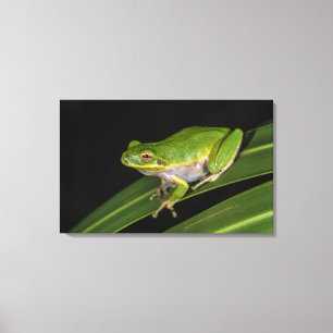 Grüner Laubfrosch (Hyla cinerea) 2 Leinwanddruck