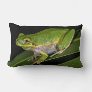 Grüner Laubfrosch (Hyla cinerea) 2 Lendenkissen