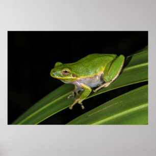 Grüner Laubfrosch (Hyla cinerea) 2 Poster