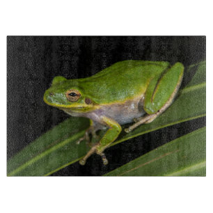 Grüner Laubfrosch (Hyla cinerea) 2 Schneidebrett