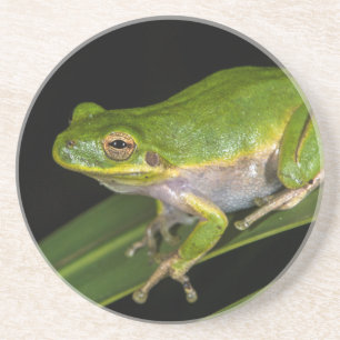 Grüner Laubfrosch (Hyla cinerea) 2 Untersetzer