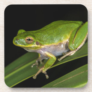 Grüner Laubfrosch (Hyla cinerea) 2 Untersetzer