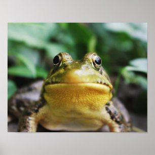Grüner Laubfrosch Nahaufnahme Poster