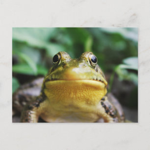 Grüner Laubfrosch Nahaufnahme Postkarte