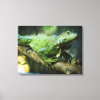 Grüner Leguan Leinwanddruck