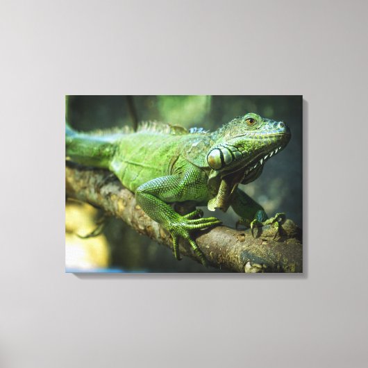 Grüner Leguan Leinwanddruck (Vorderseite)
