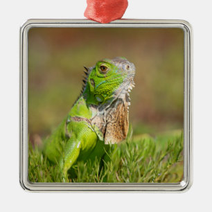 Grüner Leguan-Porträt Reptilien-Fotografie Ornament Aus Metall