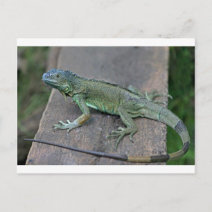 Grüner Leguan Postkarte