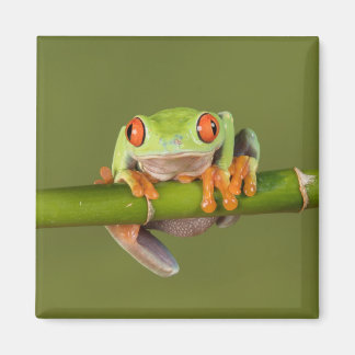Grüner mit Augen Baumfrosch Magnet