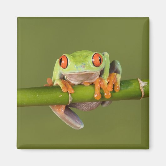 Grüner mit Augen Baumfrosch Magnet (Vorne)
