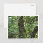 Grüner Moos Postkarte (Vorne/Hinten)
