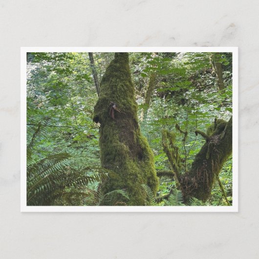 Grüner Moos Postkarte (Vorderseite)