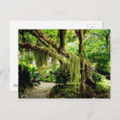 Grüner Moosbedeckter Baum Postkarte (Vorne/Hinten)