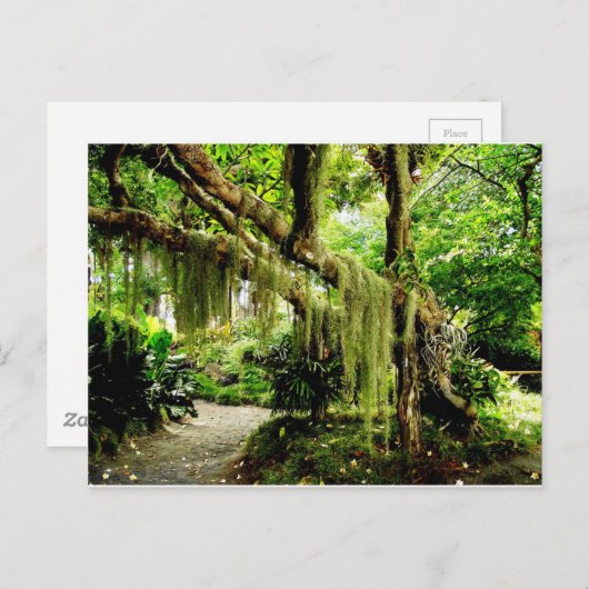 Grüner Moosbedeckter Baum Postkarte (Vorne/Hinten)