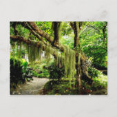 Grüner Moosbedeckter Baum Postkarte (Vorderseite)