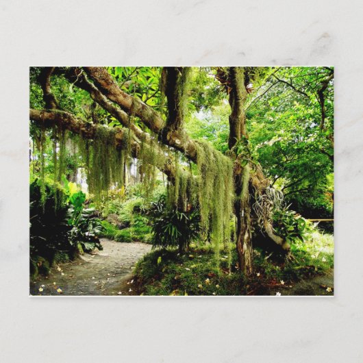 Grüner Moosbedeckter Baum Postkarte (Vorderseite)