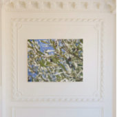 Grüner Olivenbaum mit schwarzen Früchten Poster