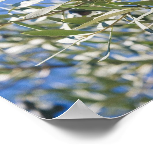 Grüner Olivenbaum mit schwarzen Früchten Poster (Ecke)