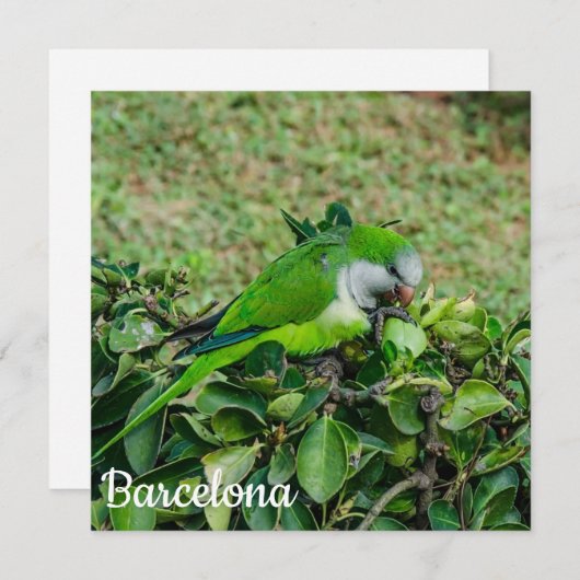 Grüner Papagei (Vorne/Hinten)