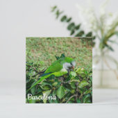 Grüner Papagei (Stehend Vorderseite)