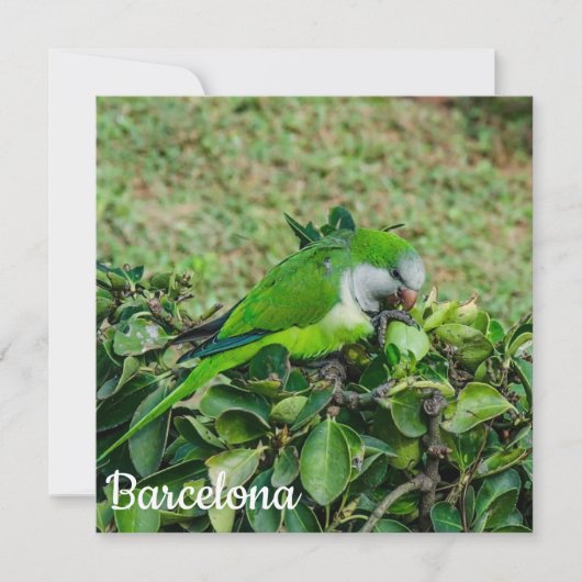 Grüner Papagei (Vorderseite)